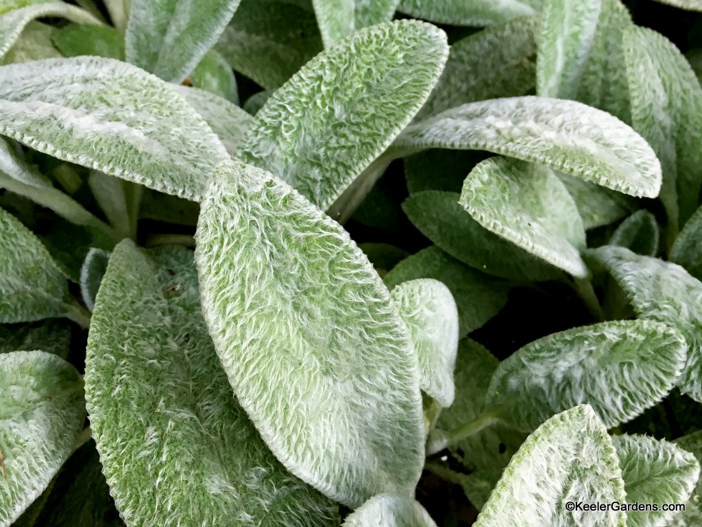 The cottony coat of lamb's ear is amazingly soft to touch.