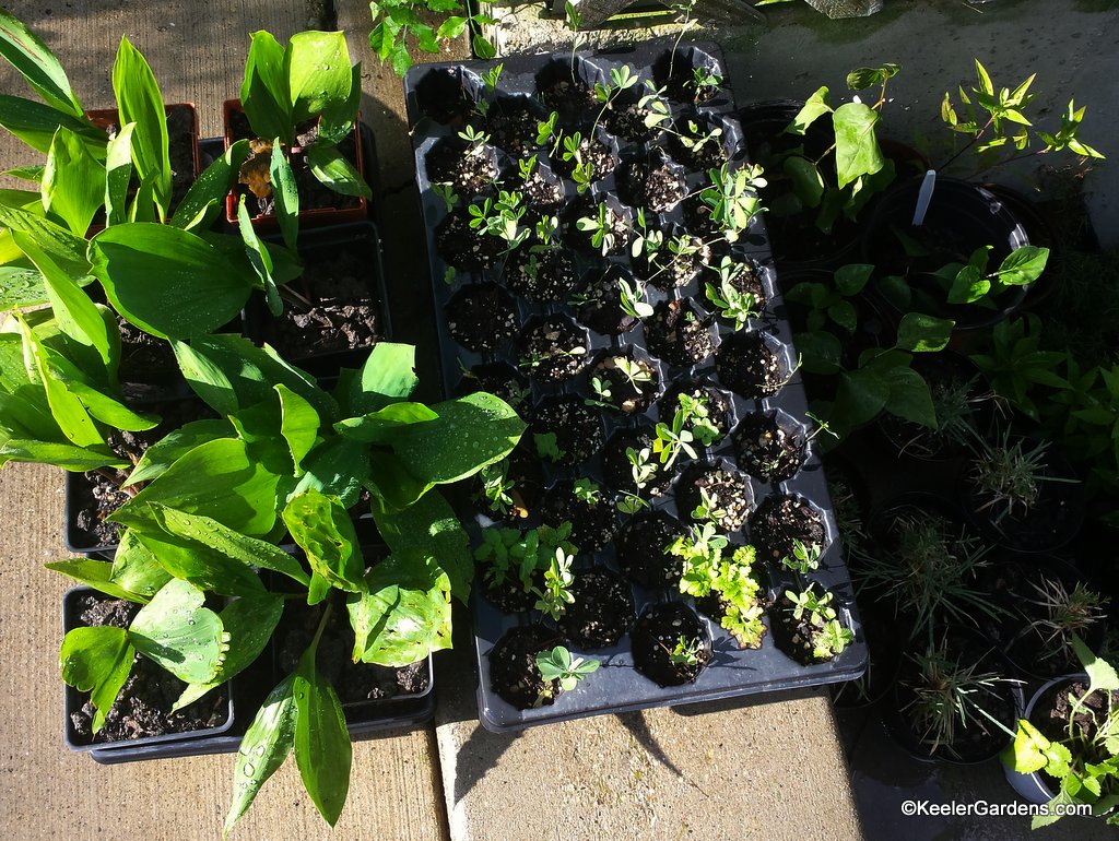 Plants from Keeler Gardens ready to share.