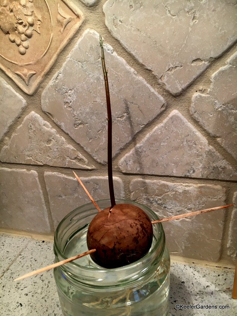 An avocado tree sprouting from seed.
