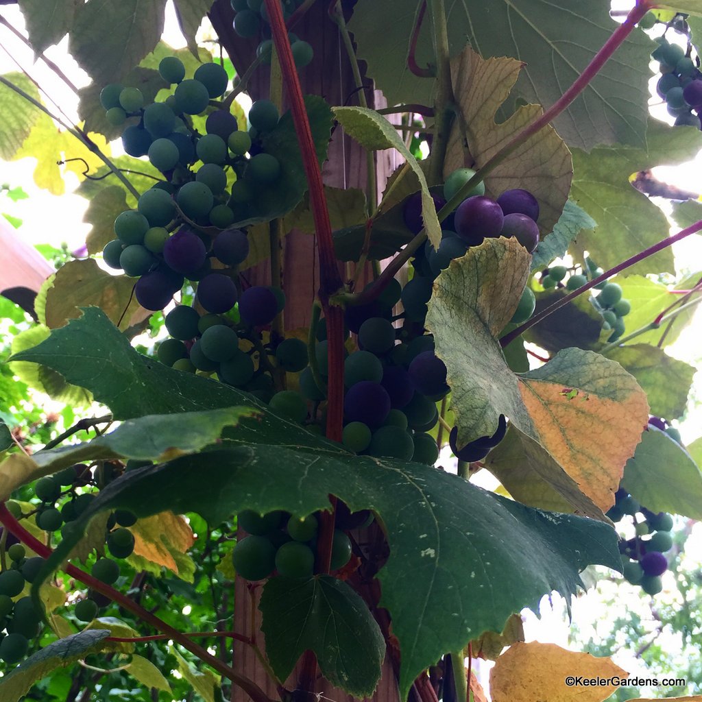 One grape plant offers so much at Keeler Gardens.
