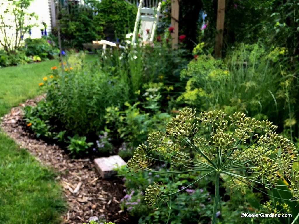 Harvesting dill seed while enjoying the garden.