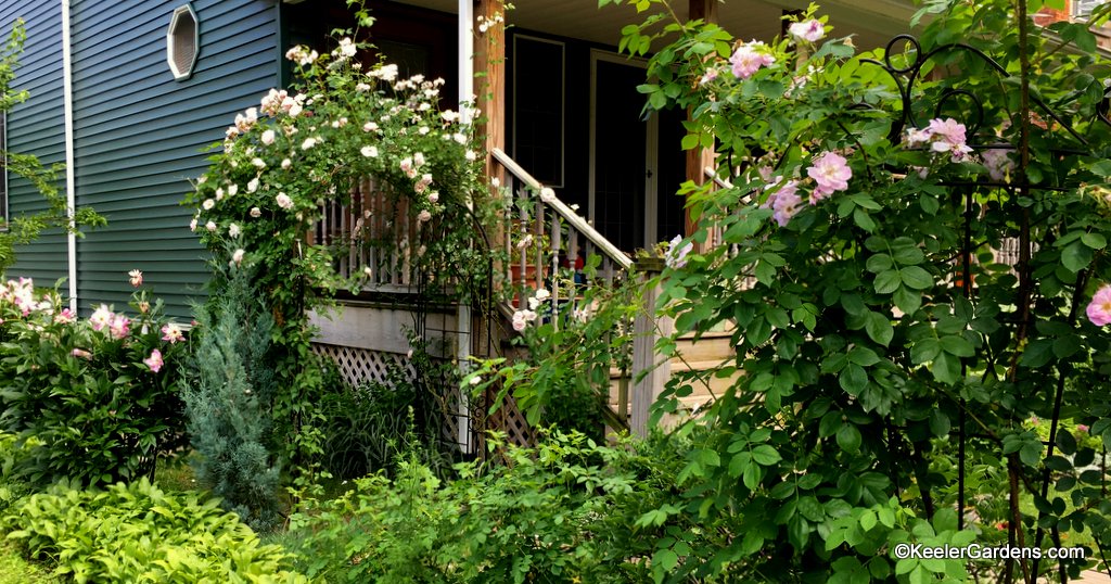 Roses cover the arbor and trellis, and peonies complement.