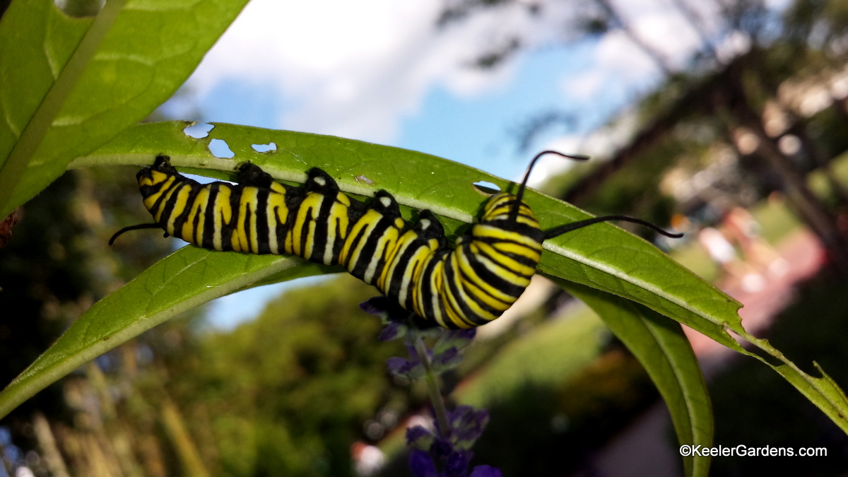 A yellow, black, and white caterpillar is eating a milkweed leaf that it is holding on to the bottom of. In the background there is a blue sprig of saliva.