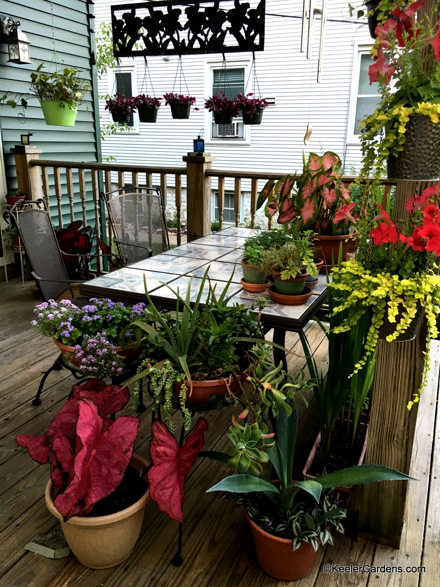 Two chairs sit at a table on a deck which is laden with containers filled with elephant ear, wandering jew, succulents, alyssum, floss flower, petunias, creeping jenny, and Algerian ivy. All are placed on the wooden deck, table, and suspended throughout from both hangers and metal art.