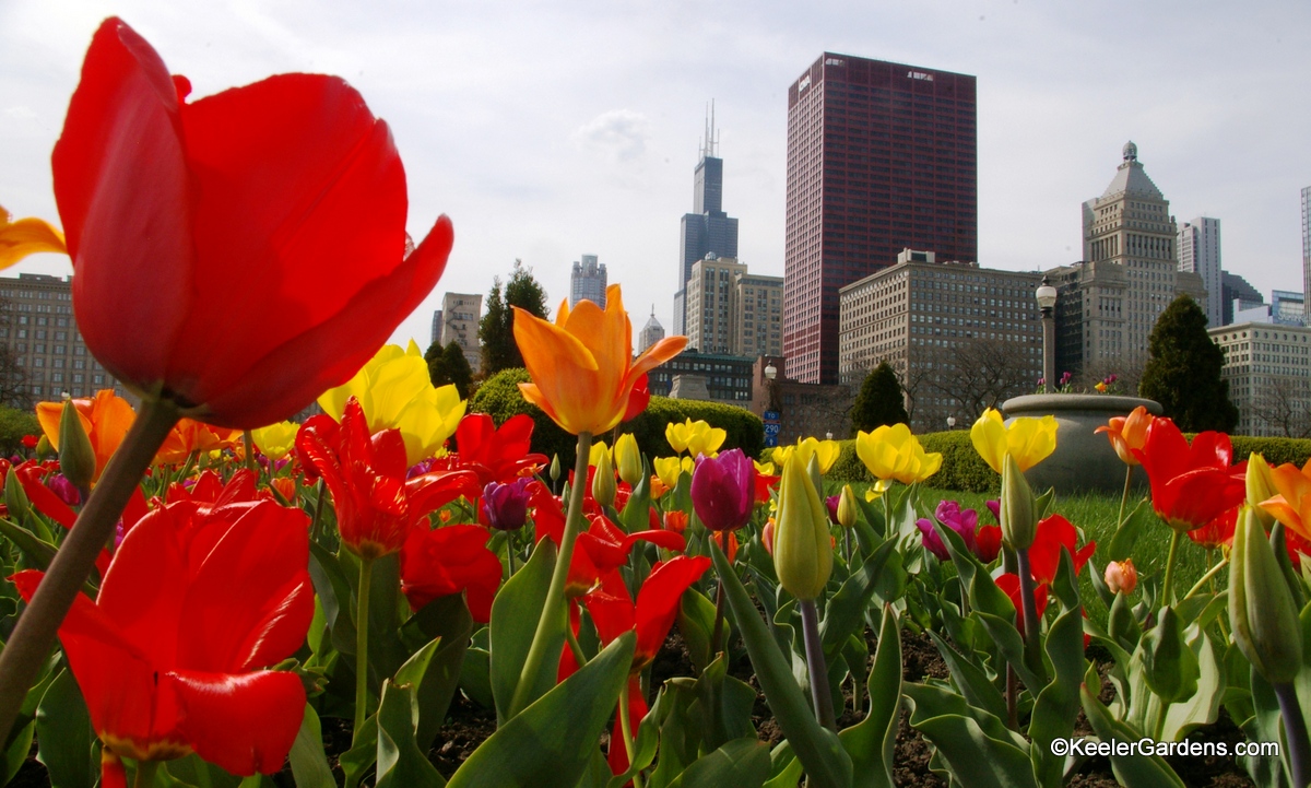 Viewing from the perspective of an ant on the ground we look through what appears to be a giant forest of tulips of a rainbow of colors. The tulips in the foreground seem to match the Chicago Skyline behind with the Sears Tower prominently anchoring the buildings.