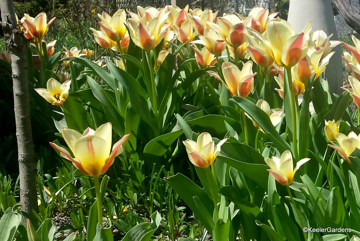 Close up of about two dozen Stresa tulip yellow tulips with brushes of pink on the outside of each petal. In the foreground to the is the base