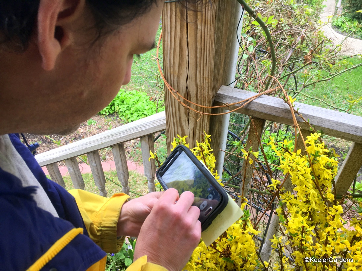 Our executive director, Ed Caplan, stands in a rain coat with smart phone in hand capturing the bright yellow forsythia on the front deck of Keeler Gardens. The cloudy rainy day creates a wonderful environmental contrast for the photo.