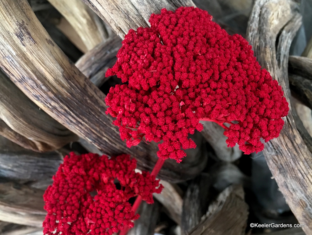 Two bunches of yarrow flowers, dried and dyed a perfect candy-apple red sit in front of thick weathered grape “vine” branches.