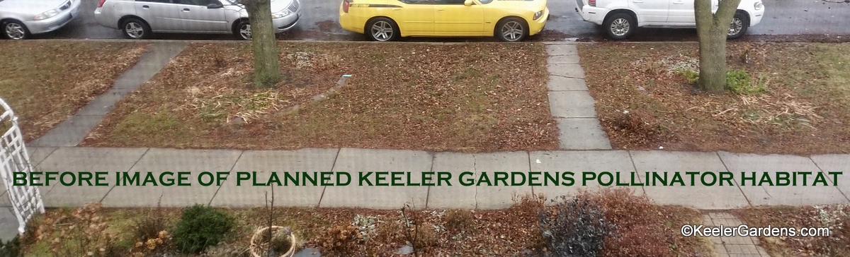 This "before" image of the site for the planned Keeler Gardens Pollinator Habitat shows the parkway at Keeler Gardens in the early 2018. THe parkway is mostly grass with two green ash trees and a few existing plantings.