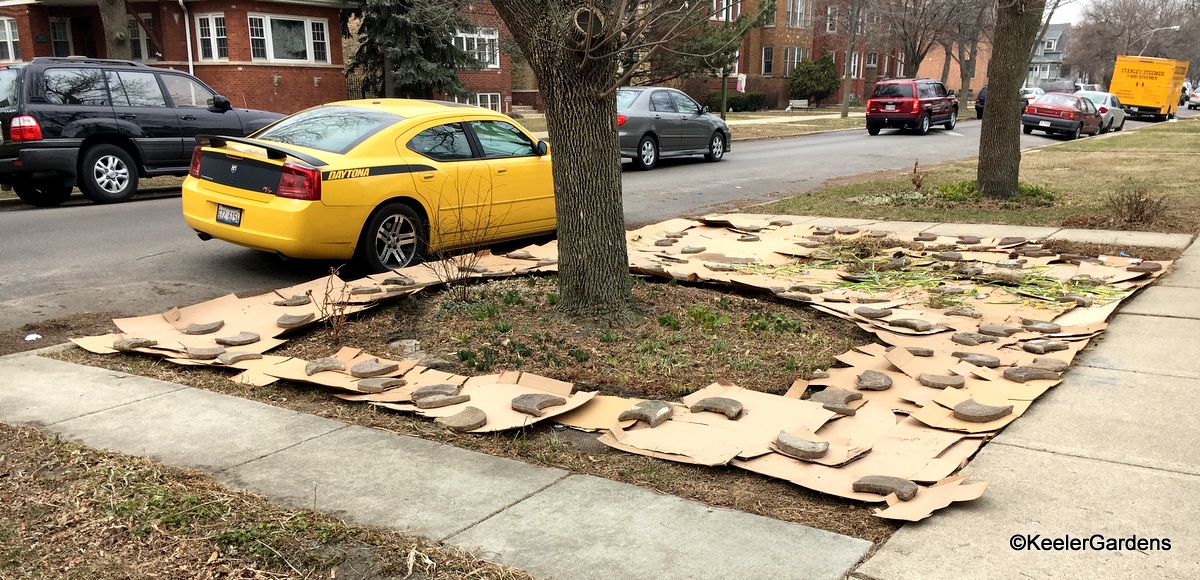 The parkway, grassy area between the sidewalk and the street, is completely covered with corrugated cardboard. This is the first step of lasagna gardening for the future pollinator habitat at Keeler Gardens.