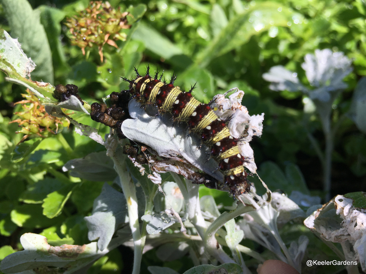 A black and yellow striped caterpillar is stretched out on a greyish plant in the center foreground. The black stripes are white and red spotted and have black bristles or spines protruding from them, while the yellow stripes are marked with tiny black pinstripes.