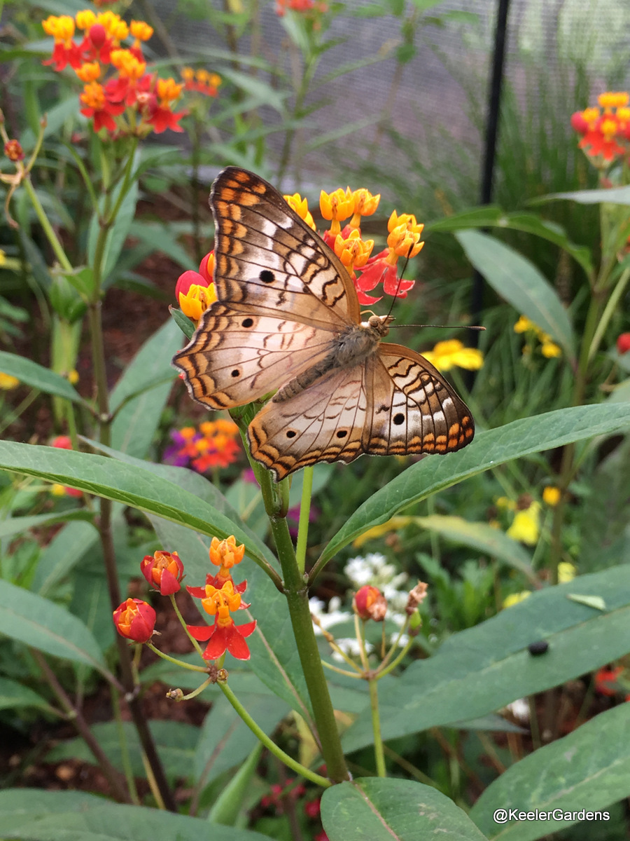 In the center of the picture, a white peacock butterfly with spread wings rests on a cluster of spiky, light orange and dark red milkweed flowers. The butterfly is a pale brown with three dark brown spots on each wing and several rows of rusty orange and dark brown stripes around the wavy edges of the wings.
