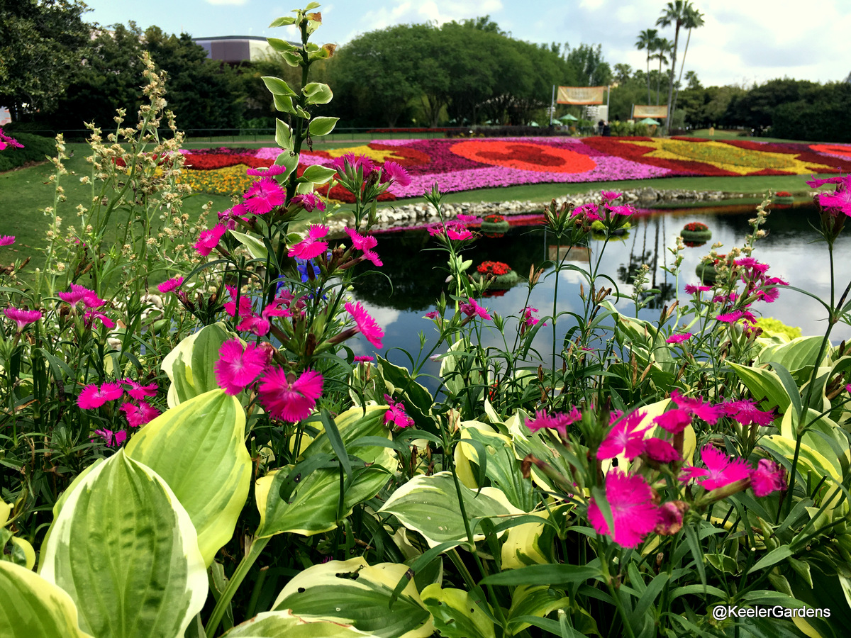 In the background, the Festival Blooms display at Epcot is spread across a strip of grass above a lagoon. The display is pink, magenta, red, orange and yellow, and is made in the shapes of stars, suns, and the Mickey Mouse logo. In the foreground, green hosta leaves edged with contrasting white are mixed in with dianthus, little hot pink flowers with fringed petals clustered at the ends of long, thin stalks.