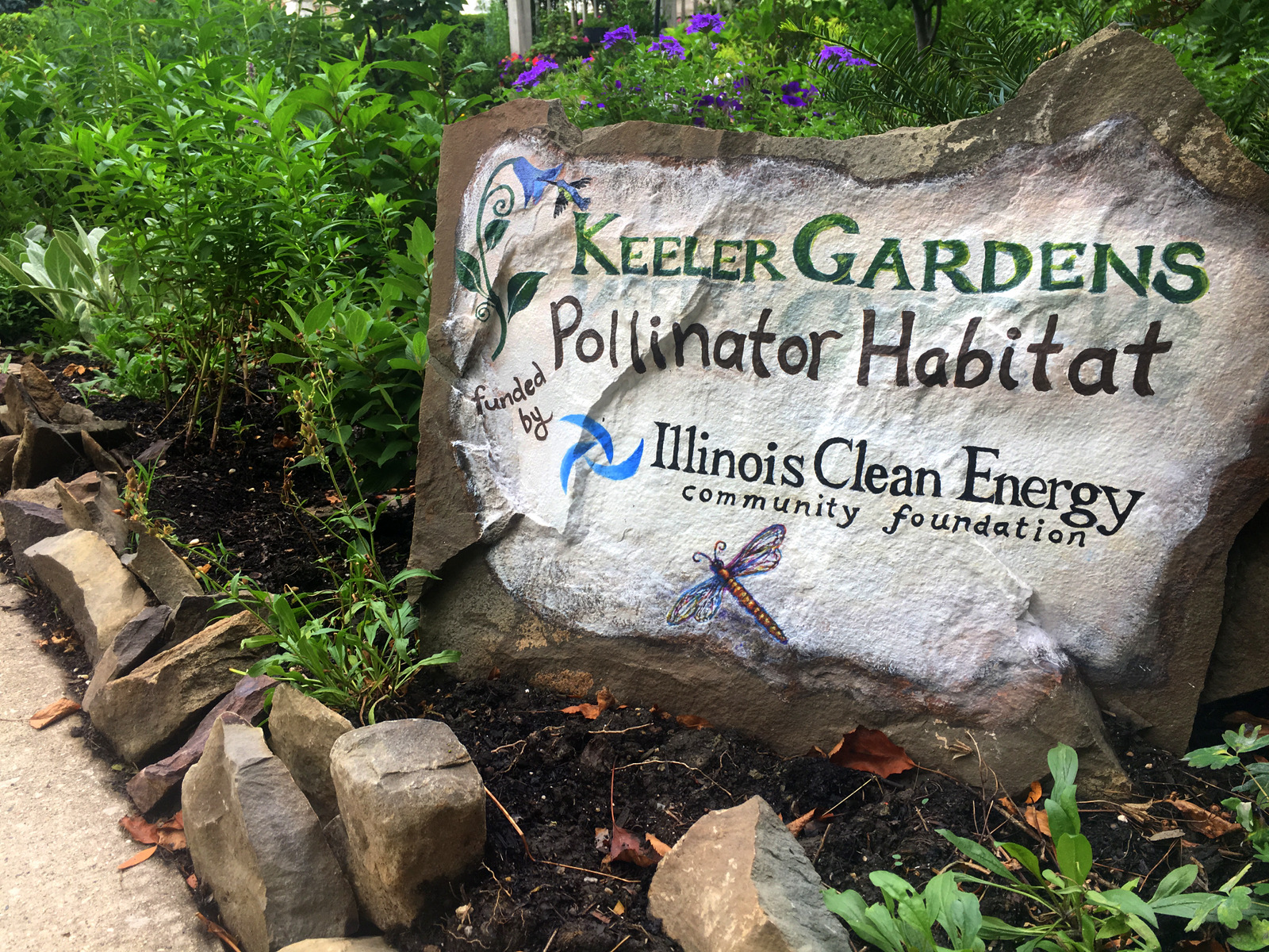A piece of flat rock is painted with both the Keeler Gardens and Illinois Clean Energy Foundation logos at the start of the pollinator habitat. Painted by In a Jungle, with humming bird, dragon fly, and flower. In the background beautiful purple petunias and verbena appear behind the sign.