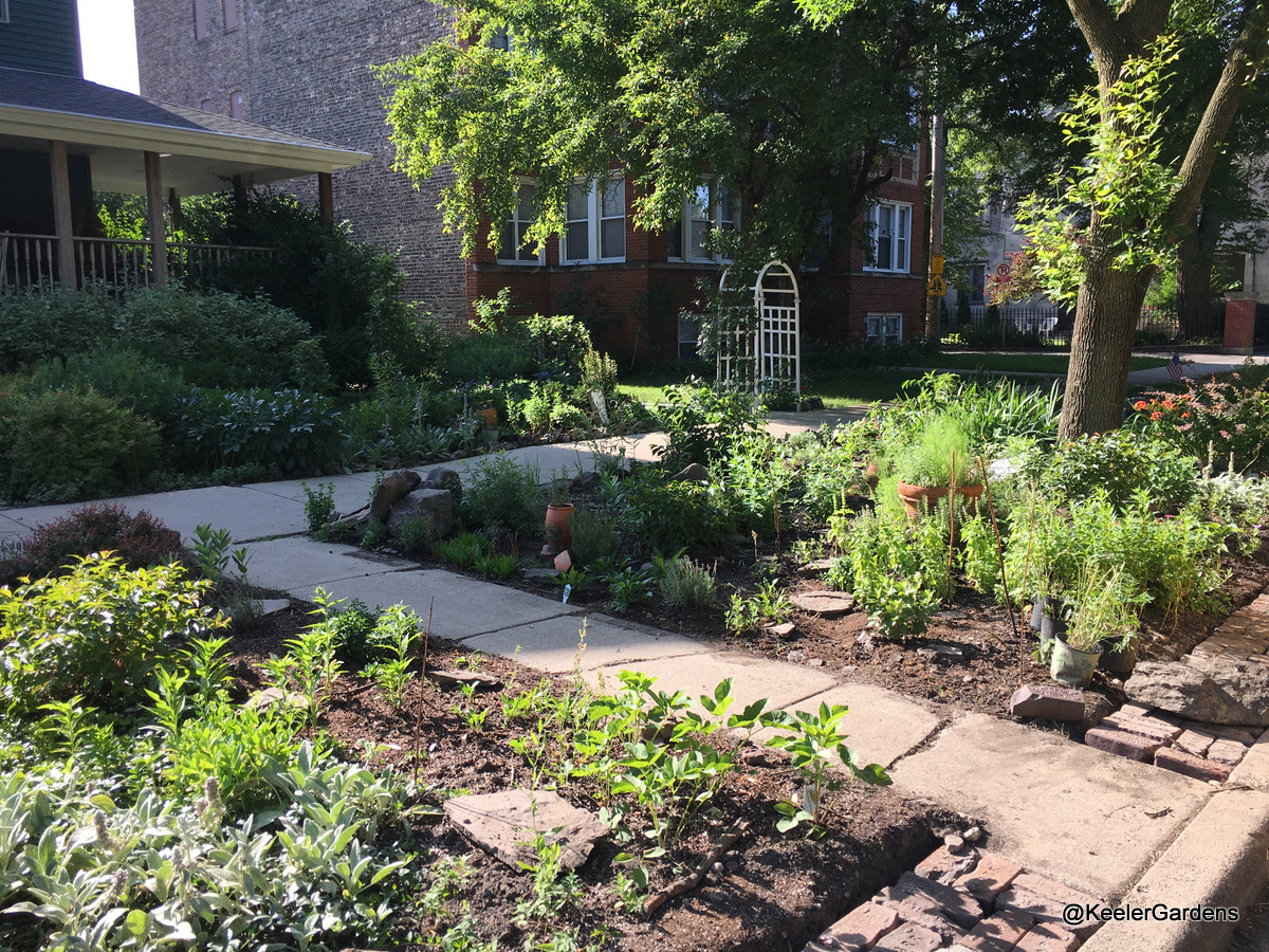 A picture of Keeler Gardens’ new pollinator habitat, taken from the curb. In the foreground is the habitat, planted with natives, studded with raised stepping stones, and edged on the street side with an apron made of reclaimed bricks. Keeler Gardens’ front garden is visible in the back left with lush vegetation and a small section of the pollinator habitat.