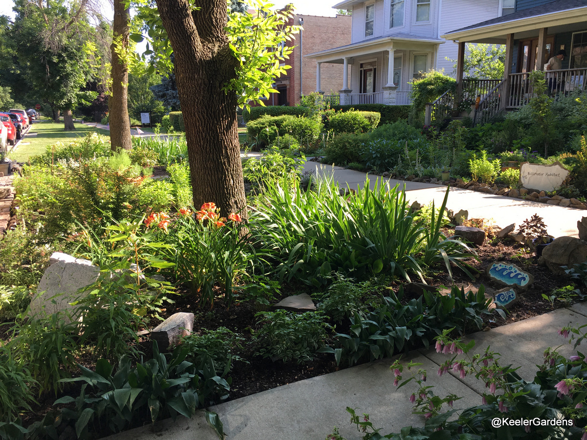 A picture of Keeler Gardens’ new pollinator habitat, taken from the curb. In the foreground is the habitat, planted with natives and studded with raised stepping stones. Keeler Gardens’ front garden and front steps are visible in the back right.