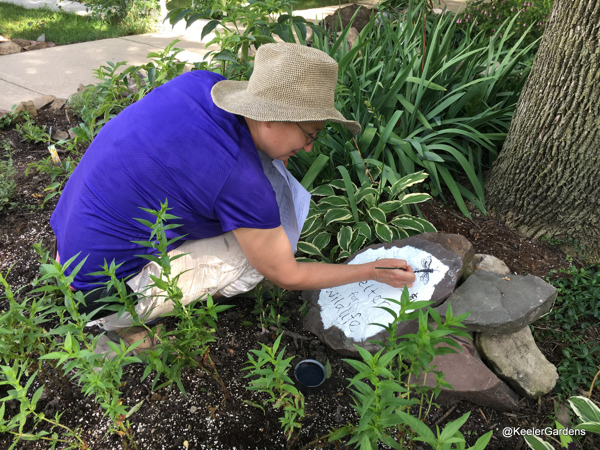 A local artist, Paula Clayton, has been hired by Keeler Gardens to paint educational signs for our new pollinator habitat. Here, she’s crouching in the habitat, painting a sign near a tree that reads, “Shelter for Wildlife” with a graphic of a dragonfly in the upper right corner.