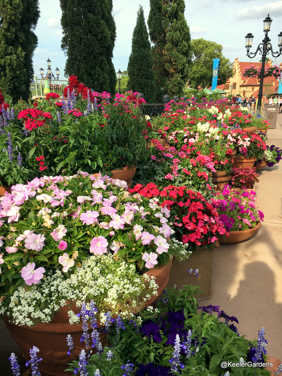 In one section of the Terracotta Garden at the 2016 Epcot International Flower and Garden Festival, Italian terracotta pots overflow with blooms. In the front pot is white sweet alyssum and light pink New Guinea impatiens. In the pots just behind are tall blue and purple stalks of blooming salvia mixed with bright red dianthus, and far in the back hot pink New Guinea impatiens and two-tone pink geraniums. Along the bottom of the picture are more stalks of salvia, and deep blue petunias.